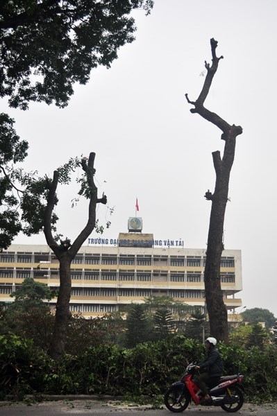 Hà[-]Nội[-]đốn[-]hạ[-]hàng[-]xà[-]cừ[-]cổ[-]thụ[-]để[-]xây[-]nhà[-]ga[-]đường[-]sắt[-]trên[-]cao